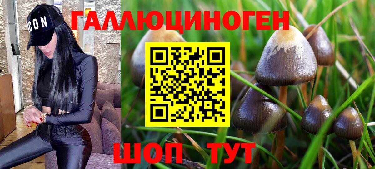 Псилоцибиновые грибы Psilocybine cubensis Нарткала